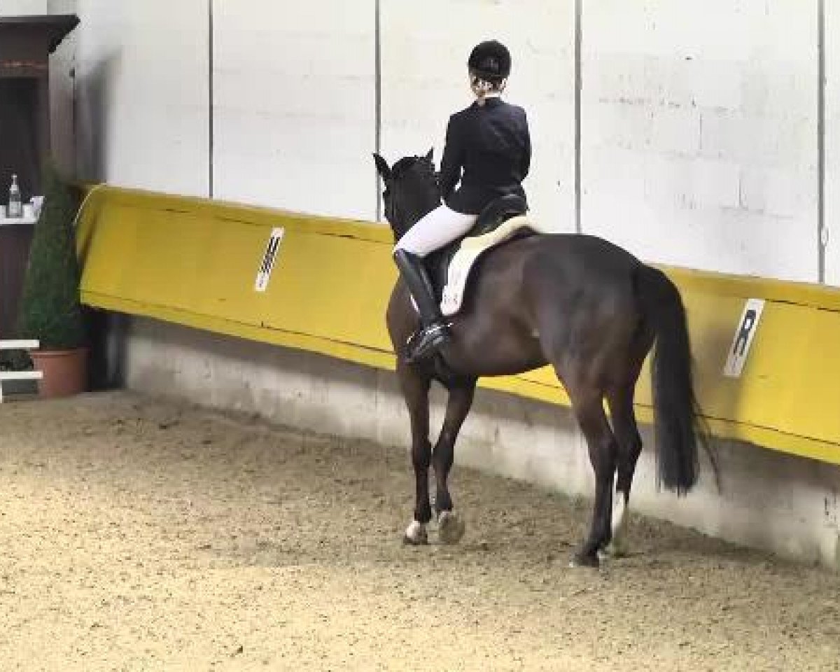 dressage horse Jet Set Girl (Oldenburg, 2006, from Glock's Johnson Tn)