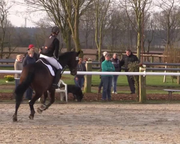 dressage horse Solitaire 79 (Hanoverian, 2009, from Souvenir)