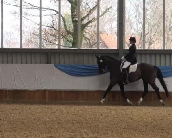 dressage horse Rhilana (Rhinelander, 2002, from Rilke)