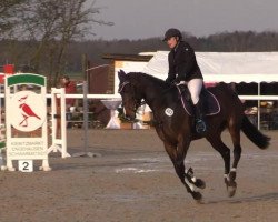 jumper Cara Mia PJ (Hanoverian, 2010, from Cassus 2)