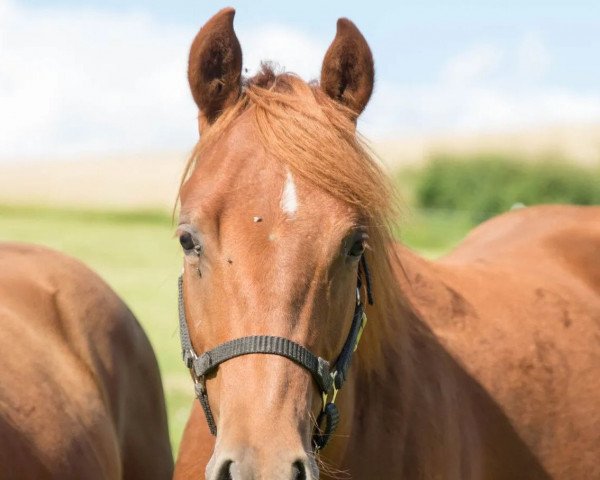 horse Chexiest Cowboy (Quarter Horse, 2020)