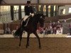 dressage horse Gladdys 37 (Westphalian, 2004, from Gino Ginelli)