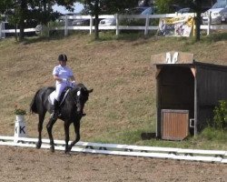 dressage horse Leoni 31 (Westphalian, 2002, from Laomedon)