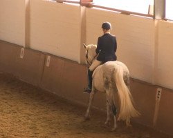 dressage horse Laomeda 3 (Westphalian, 2003, from Laomedon)