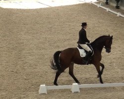 dressage horse Ricco de Larisso D (Rhinelander, 2006, from Riccio)