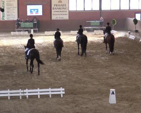 Dressurpferd Harmonie LI (Trakehner, 2001, von Münchhausen)