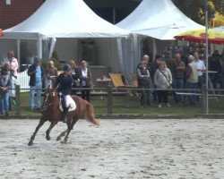 broodmare Shakira (German Riding Pony, 2001, from Black Boy)