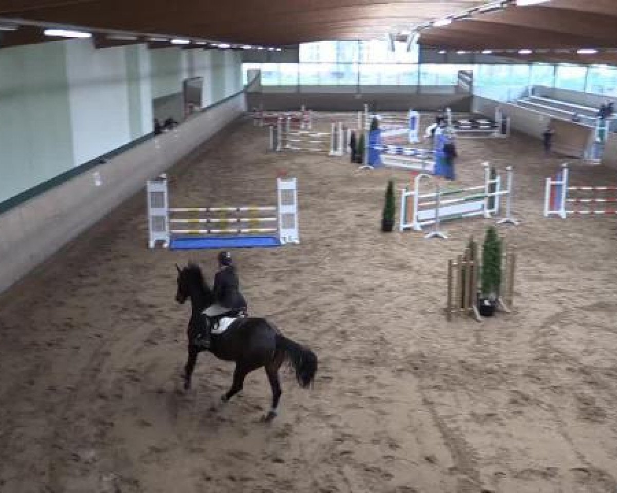 broodmare Feuerhexe E (Westphalian, 2002, from Faveur)