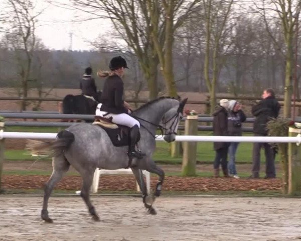 Springpferd Lucky Dutchman 2 (KWPN (Niederländisches Warmblut), 2010, von Lucky Boy)