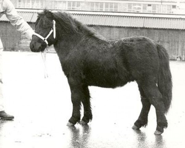 Deckhengst Kliff van Dorpzicht (Shetland Pony, 1974, von Scurry of Marshwood)