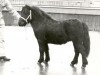 Deckhengst Kliff van Dorpzicht (Shetland Pony, 1974, von Scurry of Marshwood)