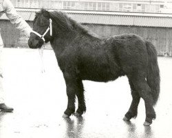 stallion Kliff van Dorpzicht (Shetland Pony, 1974, from Scurry of Marshwood)