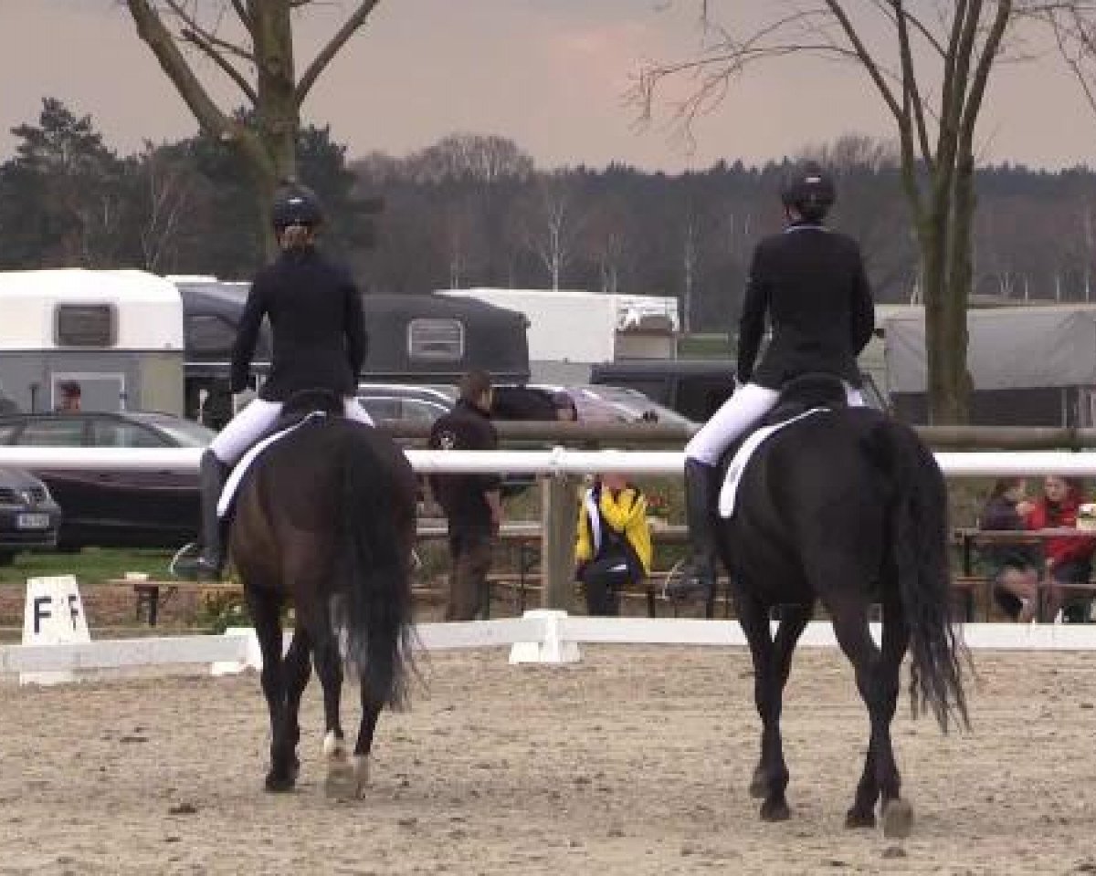 dressage horse Scampolo 46 (unknown, 2000)