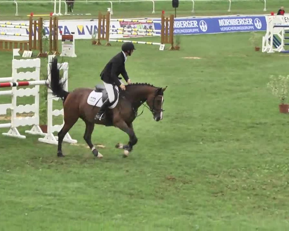 broodmare Hermine 32 (Westphalian, 2004, from Harry)