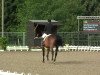 dressage horse Royal Dream 15 (Rhinelander, 2002, from Bmc Roman Nature)