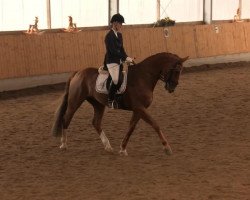 dressage horse Sibirian Sensation (Westphalian, 2005, from Sibirian Express)