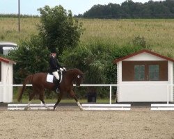 dressage horse Danny Boy (Westphalian, 2000, from Danny de Vito 2)