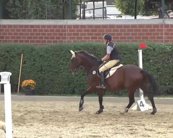 dressage horse Devita (Hessian Warmblood, 2001, from Danny de Vito 2)