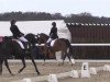 dressage horse Czwarta (Polish Warmblood, 2003)