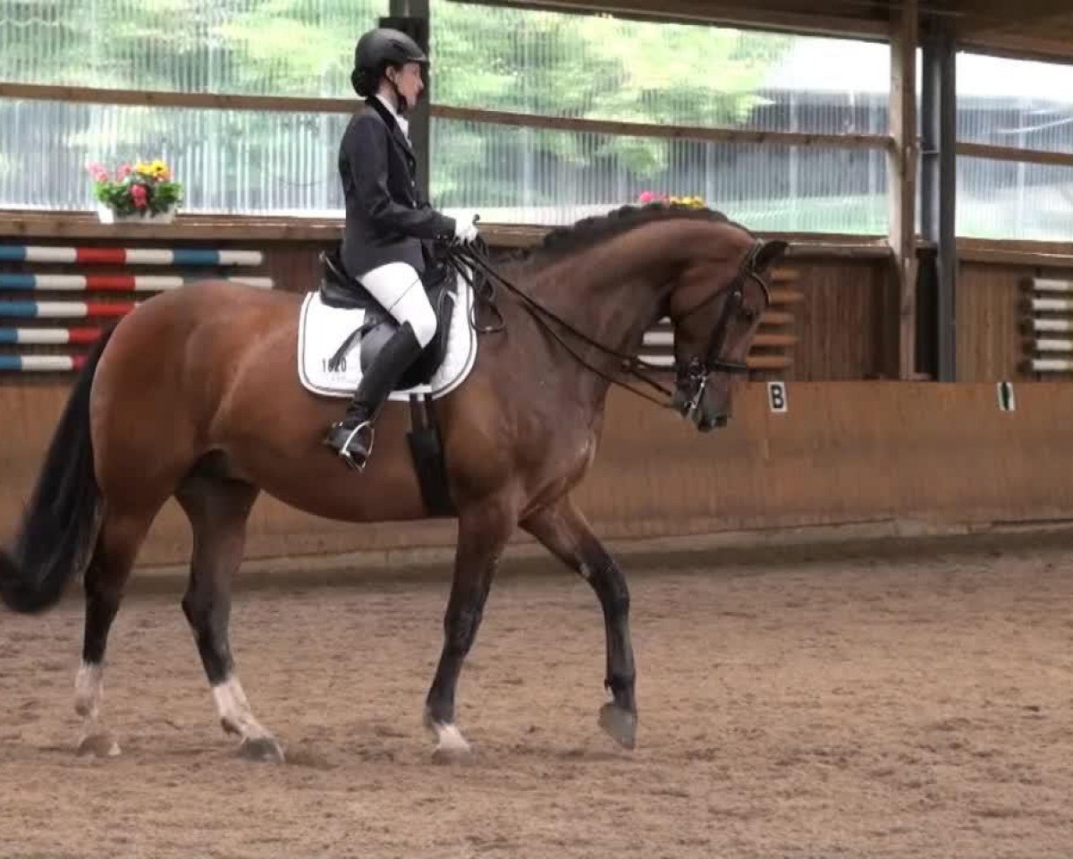 dressage horse Pierro 16 (Westphalian, 2005, from Pascavello)