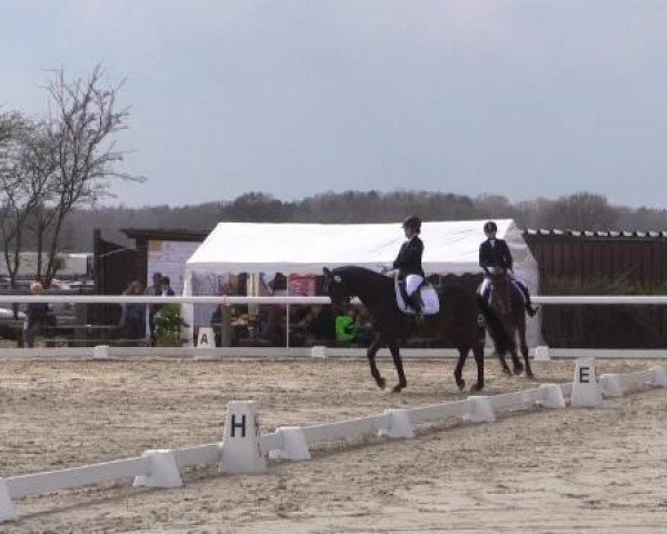 dressage horse Gandhi 135 (Hanoverian, 2006)