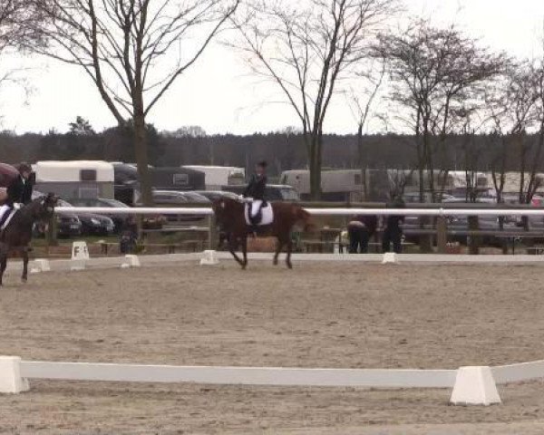 dressage horse Sunlight 40 (German Riding Pony, 2005, from Don Lukas)