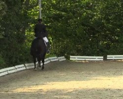 dressage horse Fieljus P (Oldenburg, 2005, from Fielmann)