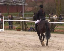 Zuchtstute Coco Chanel (Deutsches Reitpony, 2000, von Brillant)