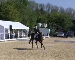 dressage horse Candra (Westphalian, 1994, from Cacir AA)