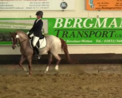 dressage horse Geronimo 526 (German Riding Pony, 1999, from Golden Dancer)