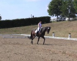 dressage horse Filinio (Westphalian, 2001, from Feinsinn)