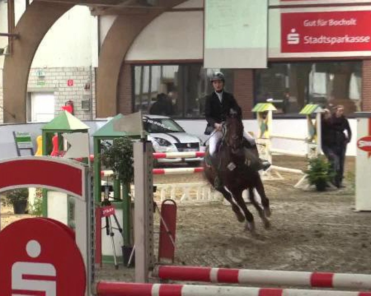 jumper Emira (Westphalian, 2000, from Ehrenwort)