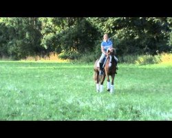 dressage horse Die Wilde Dreizehn (German Riding Pony, 2005, from Der feine Lord AT)