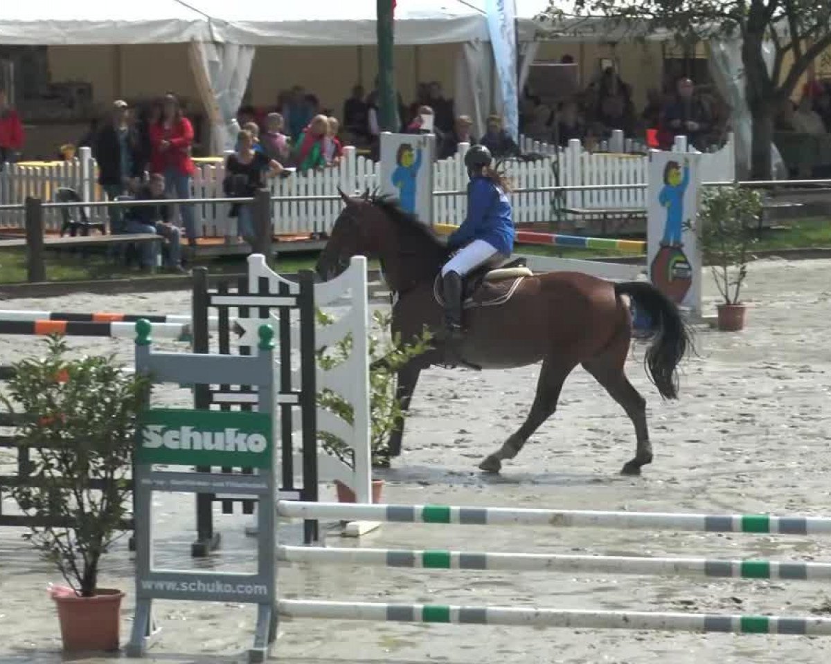 broodmare Cinderella (Westphalian, 1999, from Cordobes I)