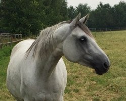 broodmare Blits BW (KWPN (Royal Dutch Sporthorse), 2006, from Argentinus)