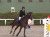 jumper Frieda 204 (Hanoverian, 2009, from Fabriano)