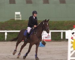 jumper Frieda 204 (Hanoverian, 2009, from Fabriano)