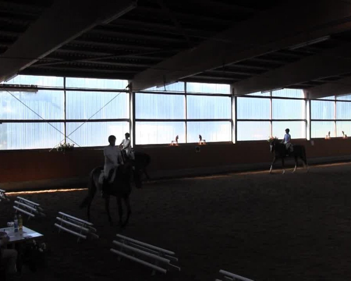 dressage horse Ragtime Joe 2 (Westphalian, 2001, from Riccione)