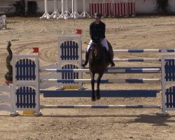 jumper Quite Quick (Danish Warmblood, 2003, from Quite Easy I)