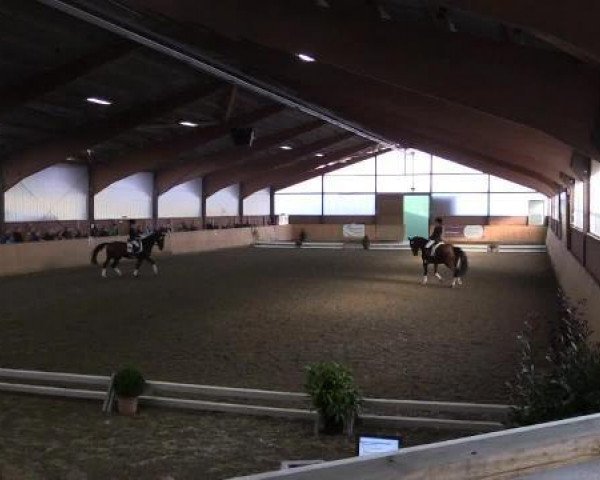 dressage horse Revue LA (Westphalian, 2002, from Rockwell)