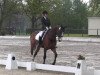 dressage horse Bungee (Westphalian, 1995, from Barring)