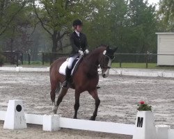 dressage horse Bungee (Westphalian, 1995, from Barring)