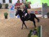 jumper Amaretto (German Riding Pony, 1994, from Apslau xx)