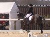 dressage horse Dürrenmatt (Hanoverian, 2006, from Dauphin)