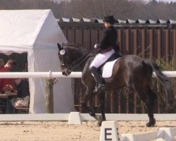 dressage horse Dürrenmatt (Hanoverian, 2006, from Dauphin)