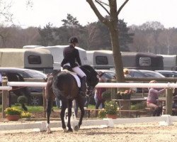 dressage horse Fortuna 424 (Hanoverian, 2009, from Fidertanz)