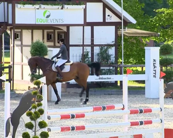 jumper Carlo 356 (Oldenburg show jumper, 2006, from Celano)