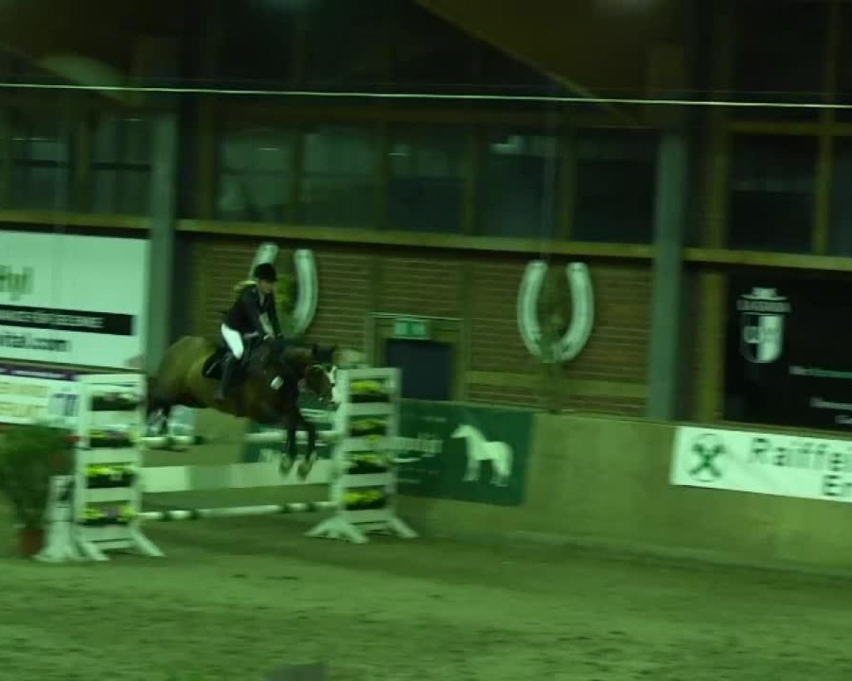 Springpferd Quick Nick MH (Holsteiner, 2002, von Querida 35)