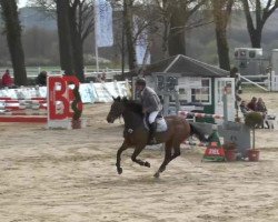 Springpferd Quick Start (Holsteiner, 2002, von Querida 35)