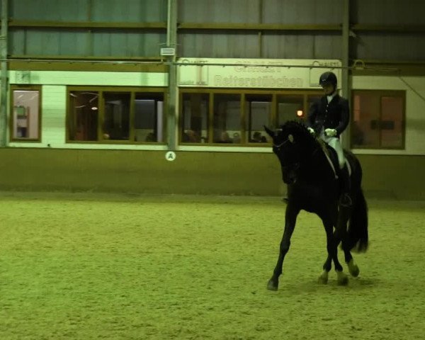 dressage horse Sempione (Westphalian, 2006, from Show Star)